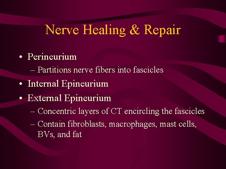 Nerve Healing & Repair • Perineurium – Partitions nerve fibers into fascicles • Internal