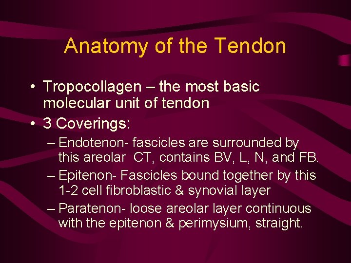 Anatomy of the Tendon • Tropocollagen – the most basic molecular unit of tendon
