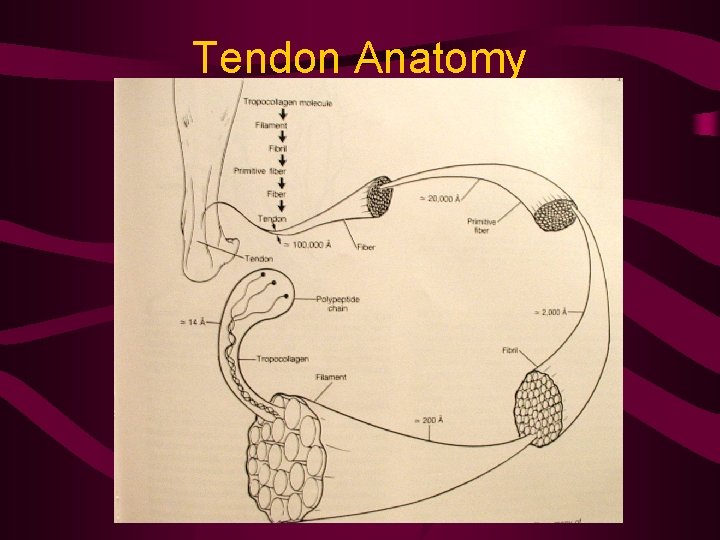 Tendon Anatomy 