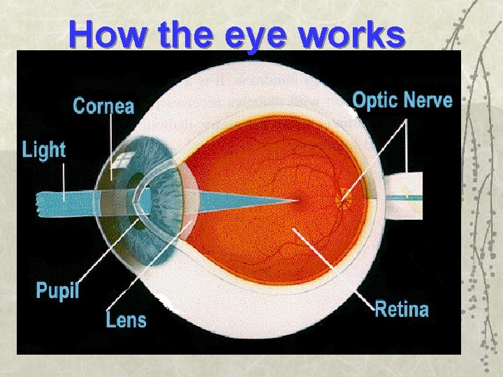 How the eye works 