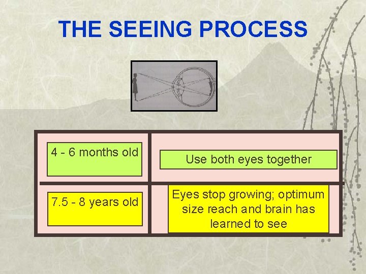 THE SEEING PROCESS 4 - 6 months old 7. 5 - 8 years old