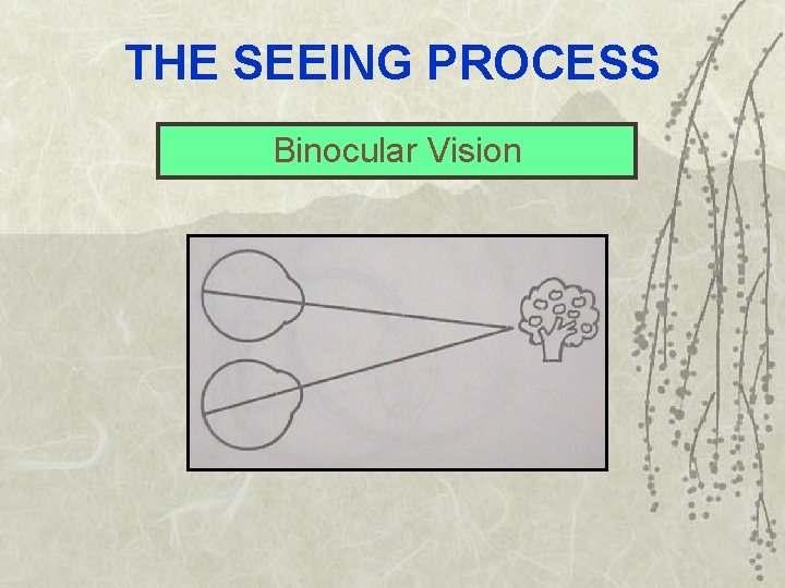 THE SEEING PROCESS Binocular Vision 