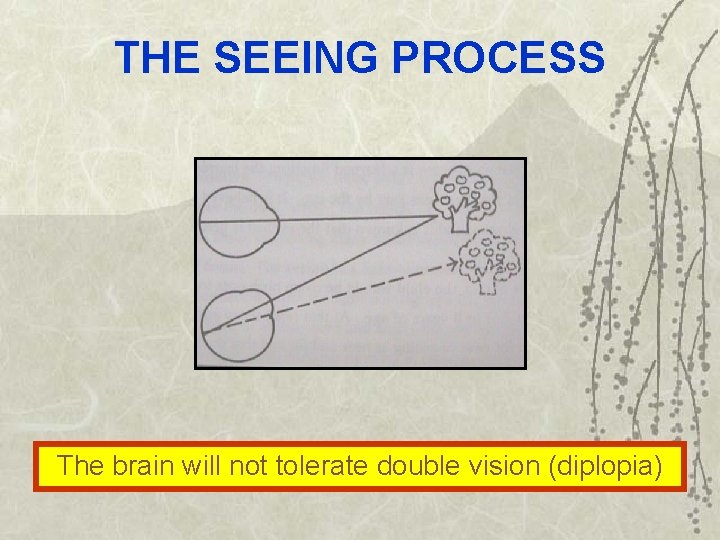 THE SEEING PROCESS The brain will not tolerate double vision (diplopia) 