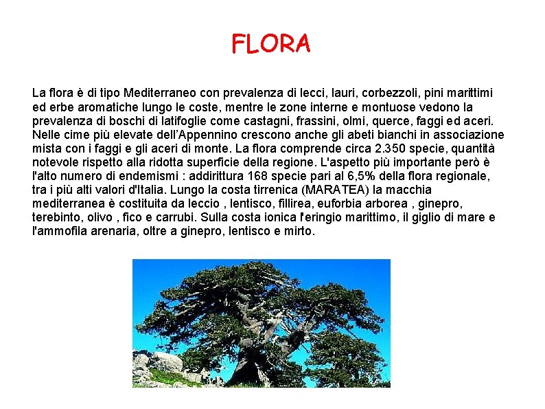 FLORA La flora è di tipo Mediterraneo con prevalenza di lecci, lauri, corbezzoli, pini