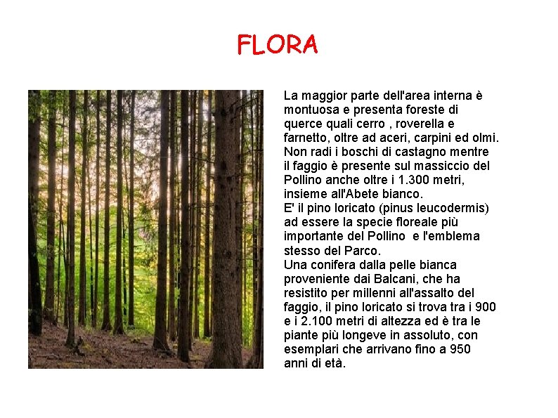 FLORA La maggior parte dell'area interna è montuosa e presenta foreste di querce quali