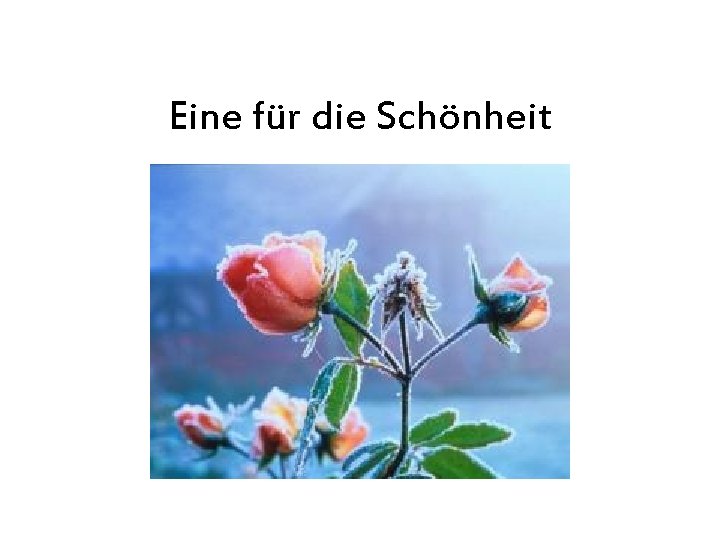 Eine für die Schönheit 