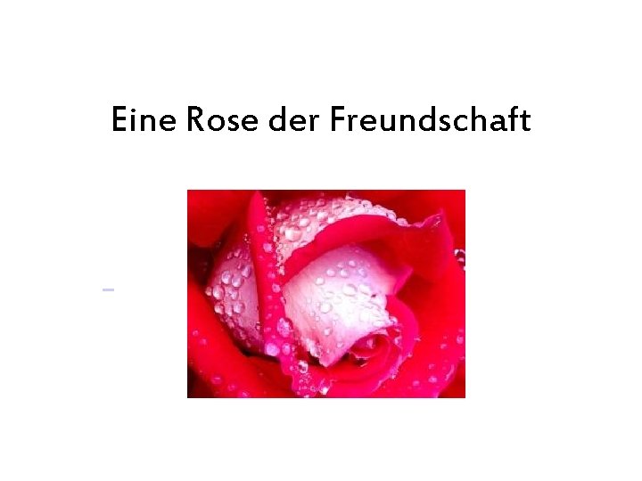 Eine Rose der Freundschaft 