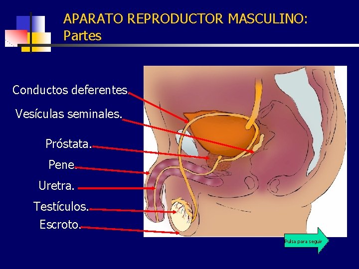 APARATO REPRODUCTOR MASCULINO: Partes Conductos deferentes. Vesículas seminales. Próstata. Pene. Uretra. Testículos. Escroto. Pulsa