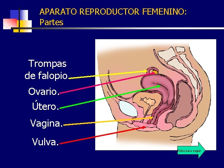 APARATO REPRODUCTOR FEMENINO: Partes Trompas de falopio. Ovario. Útero. Vagina. Vulva. Pulsa para seguir