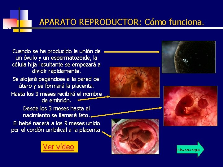 APARATO REPRODUCTOR: Cómo funciona. Cuando se ha producido la unión de un óvulo y