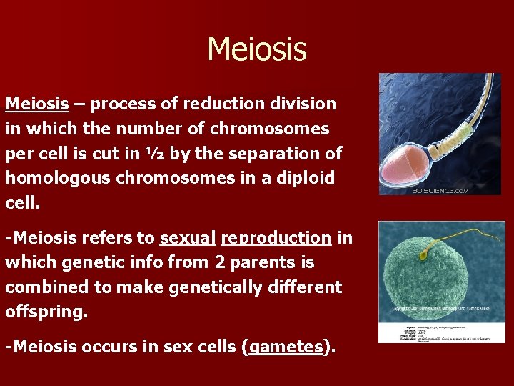 Meiosis – process of reduction division in which the number of chromosomes per cell