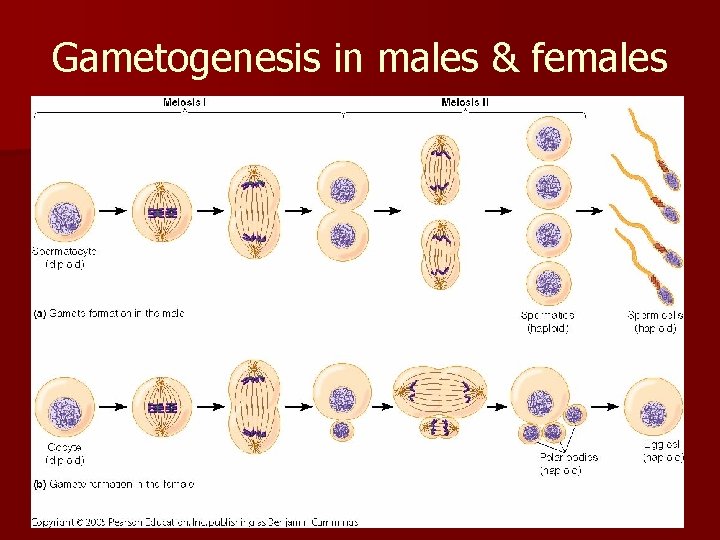 Gametogenesis in males & females 