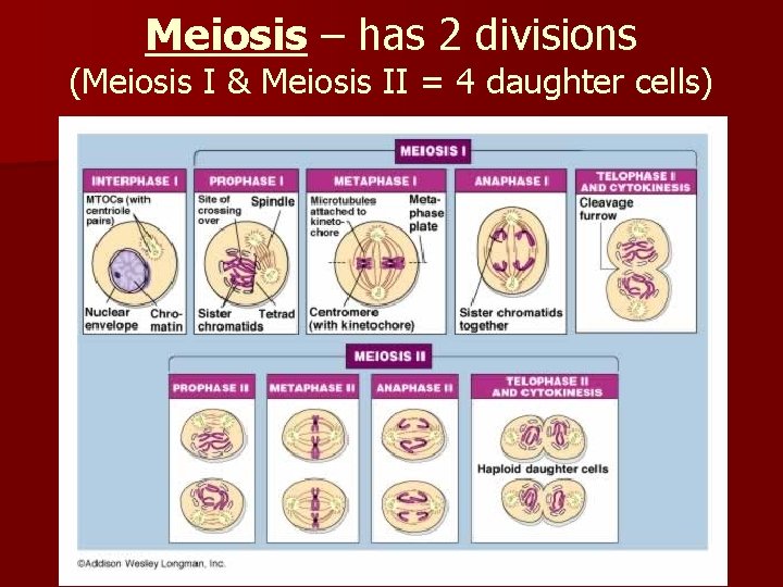 Meiosis – has 2 divisions (Meiosis I & Meiosis II = 4 daughter cells)