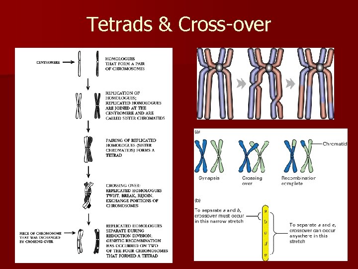 Tetrads & Cross-over 