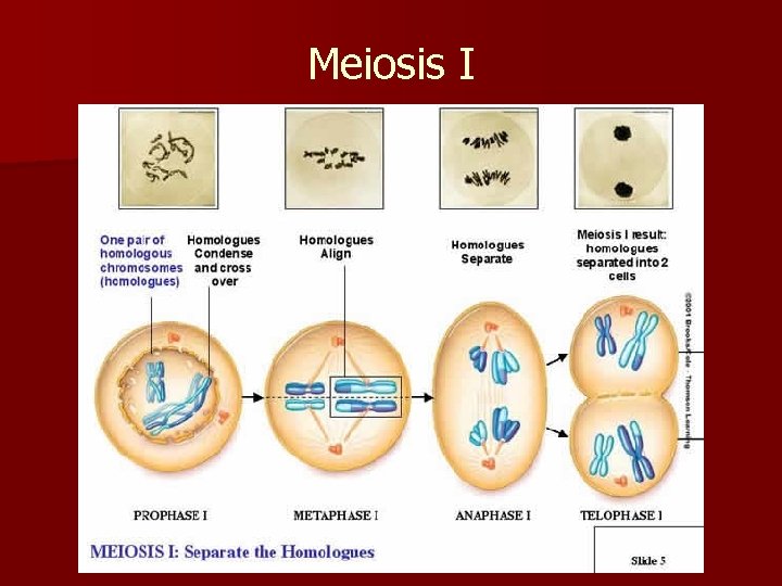 Meiosis I 