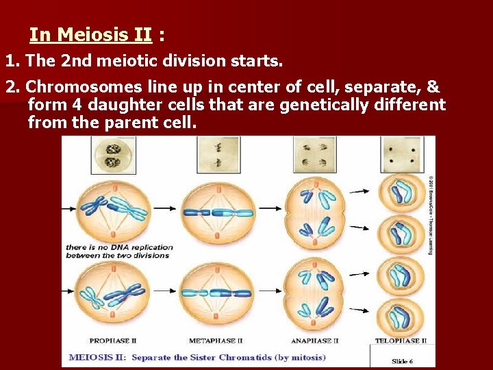 In Meiosis II : 1. The 2 nd meiotic division starts. 2. Chromosomes line