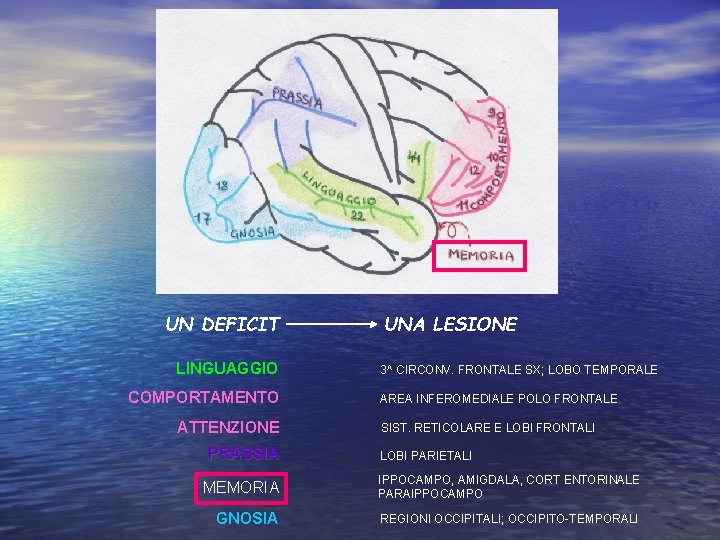 UN DEFICIT LINGUAGGIO COMPORTAMENTO ATTENZIONE PRASSIA MEMORIA GNOSIA UNA LESIONE 3^ CIRCONV. FRONTALE SX;