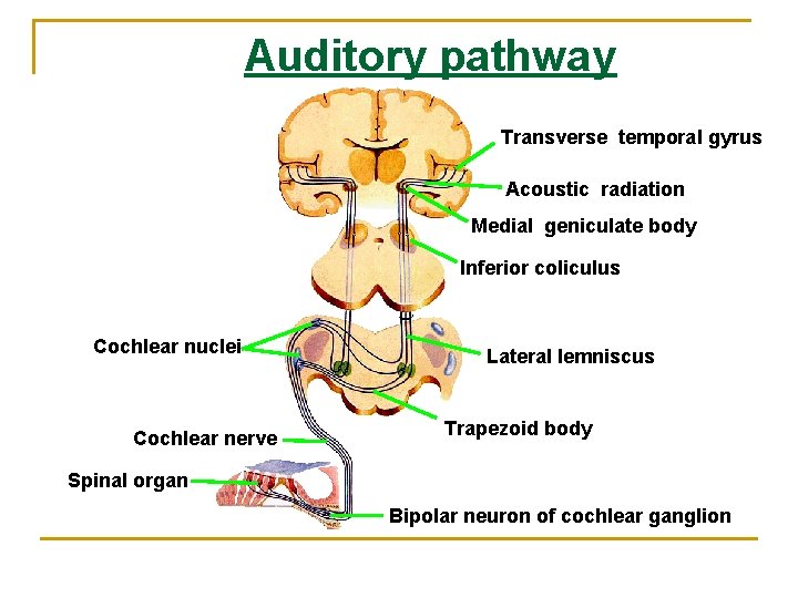 Auditory pathway Transverse temporal gyrus Acoustic radiation Medial geniculate body Inferior coliculus Cochlear nuclei Auditory pathway Transverse temporal gyrus Acoustic radiation Medial geniculate body Inferior coliculus Cochlear nuclei