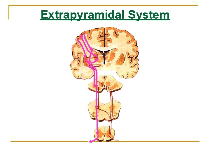 Extrapyramidal System Extrapyramidal System