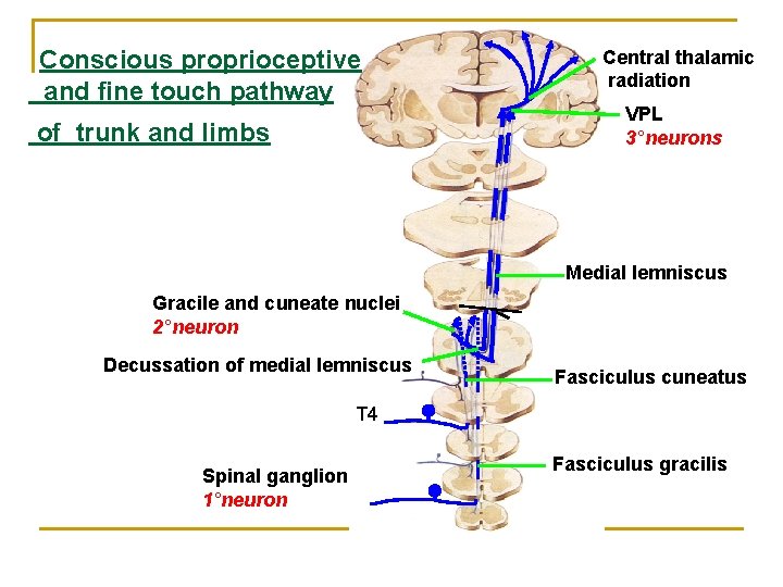 Conscious proprioceptive and fine touch pathway of trunk and limbs Central thalamic radiation VPL Conscious proprioceptive and fine touch pathway of trunk and limbs Central thalamic radiation VPL
