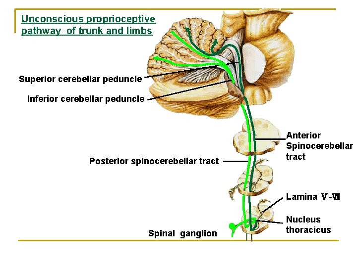 Unconscious proprioceptive pathway of trunk and limbs Superior cerebellar peduncle Inferior cerebellar peduncle Posterior Unconscious proprioceptive pathway of trunk and limbs Superior cerebellar peduncle Inferior cerebellar peduncle Posterior