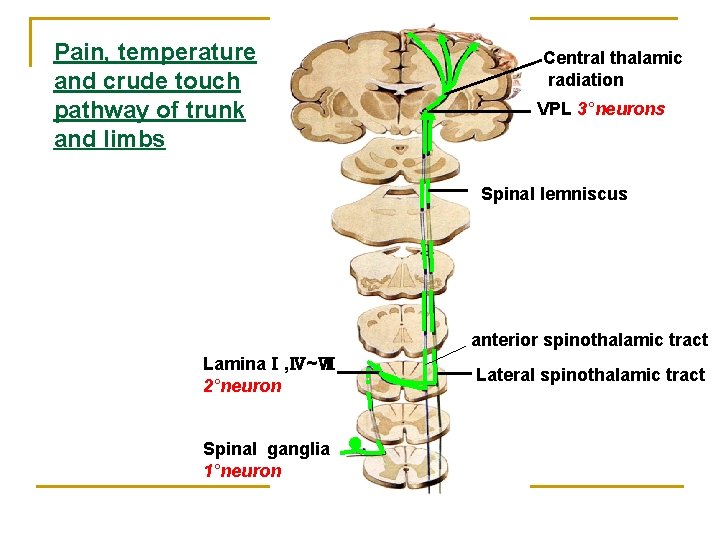 Pain, temperature and crude touch pathway of trunk and limbs Central thalamic radiation VPL Pain, temperature and crude touch pathway of trunk and limbs Central thalamic radiation VPL