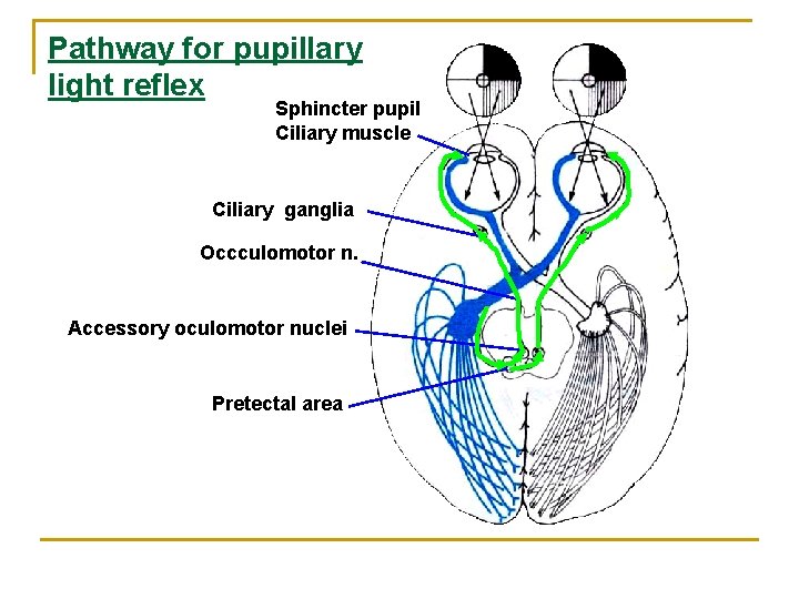 Pathway for pupillary light reflex Sphincter pupil Ciliary muscle Ciliary ganglia Occculomotor n. Accessory Pathway for pupillary light reflex Sphincter pupil Ciliary muscle Ciliary ganglia Occculomotor n. Accessory