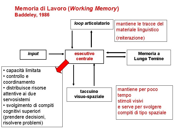 Memoria di Lavoro (Working Memory) Baddeley, 1986 loop articolatorio mantiene le tracce del materiale Memoria di Lavoro (Working Memory) Baddeley, 1986 loop articolatorio mantiene le tracce del materiale