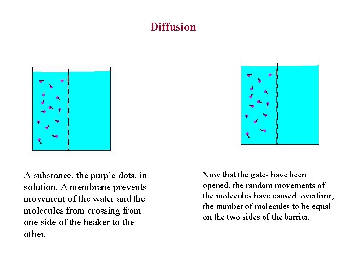 Diffusion A substance, the purple dots, in solution. A membrane prevents movement of the