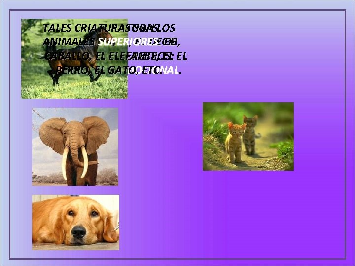 TALES EXISTEN CRIATURAS SON LOS BIDIMENSIONALES ANIMALES SUPERIORES , ES DECIR, : EL QUE