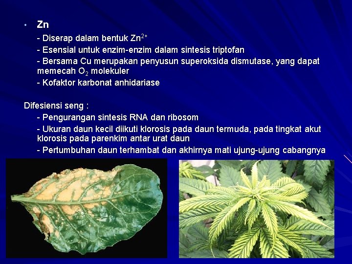  • Zn - Diserap dalam bentuk Zn 2+ - Esensial untuk enzim-enzim dalam