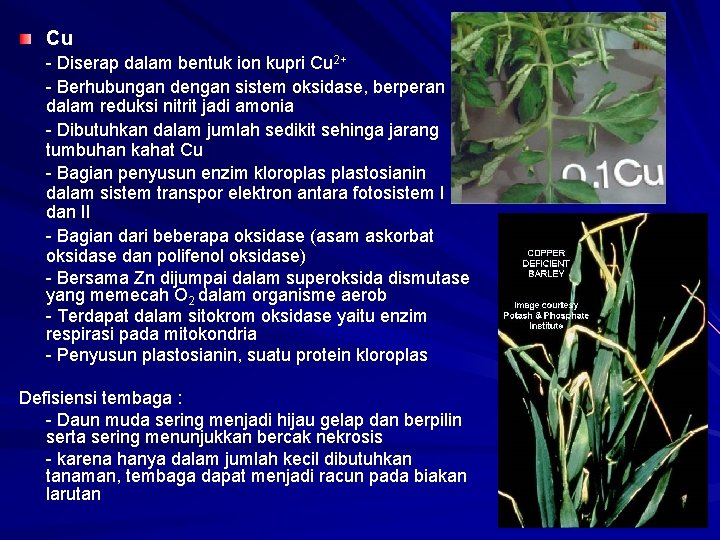 Cu - Diserap dalam bentuk ion kupri Cu 2+ - Berhubungan dengan sistem oksidase,