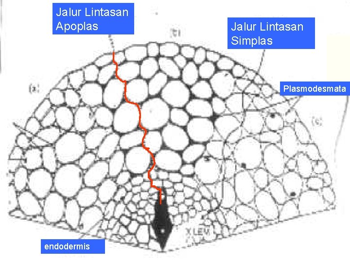 Jalur Lintasan Apoplas Jalur Lintasan Simplas Plasmodesmata endodermis 