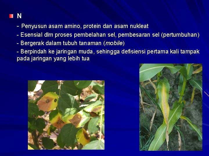 N - Penyusun asam amino, protein dan asam nukleat - Esensial dlm proses pembelahan