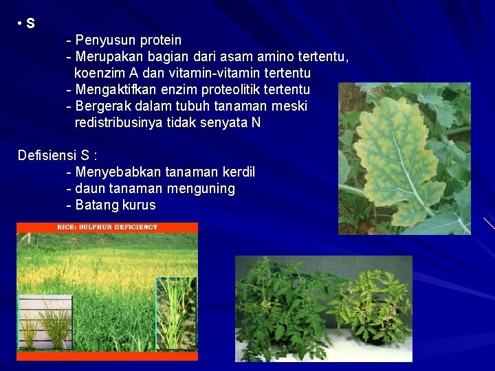  • S - Penyusun protein - Merupakan bagian dari asam amino tertentu, koenzim