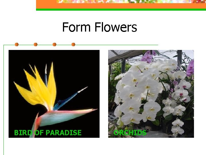 Form Flowers BIRD OF PARADISE ORCHIDS 