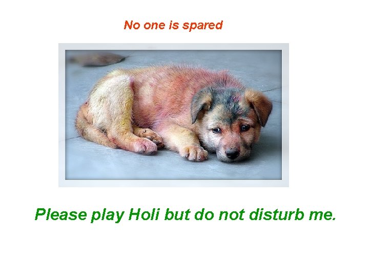 No one is spared Please play Holi but do not disturb me. 