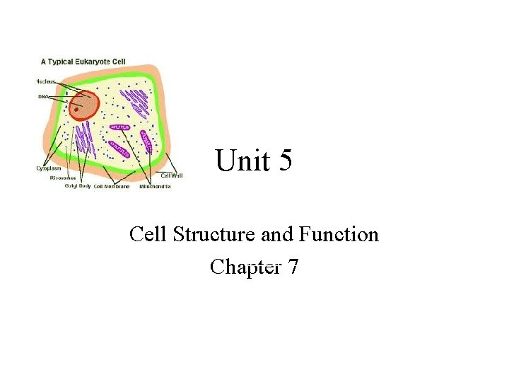 Unit 5 Cell Structure and Function Chapter 7 