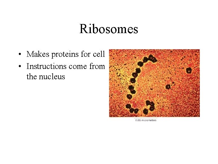 Ribosomes • Makes proteins for cell • Instructions come from the nucleus 