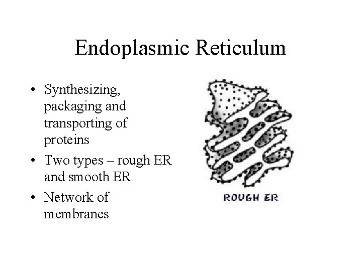 Endoplasmic Reticulum • Synthesizing, packaging and transporting of proteins • Two types – rough