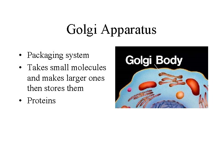 Golgi Apparatus • Packaging system • Takes small molecules and makes larger ones then