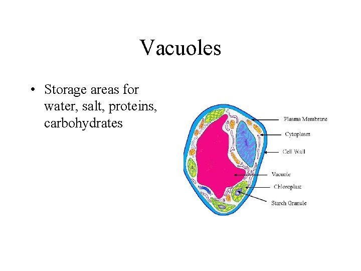 Vacuoles • Storage areas for water, salt, proteins, carbohydrates 