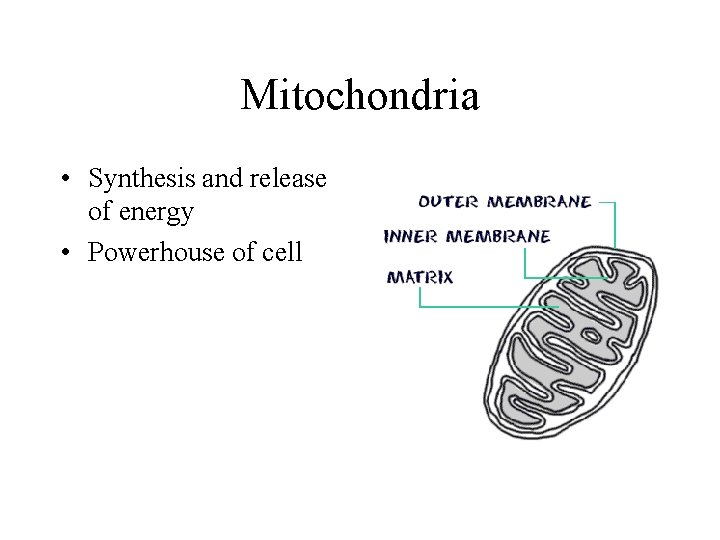 Mitochondria • Synthesis and release of energy • Powerhouse of cell 