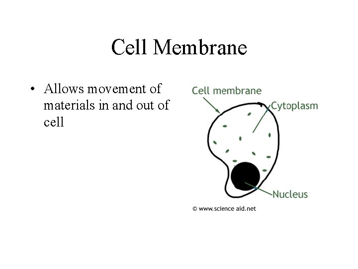 Cell Membrane • Allows movement of materials in and out of cell 