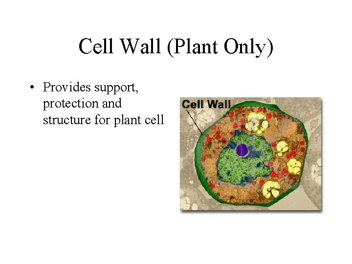 Cell Wall (Plant Only) • Provides support, protection and structure for plant cell 