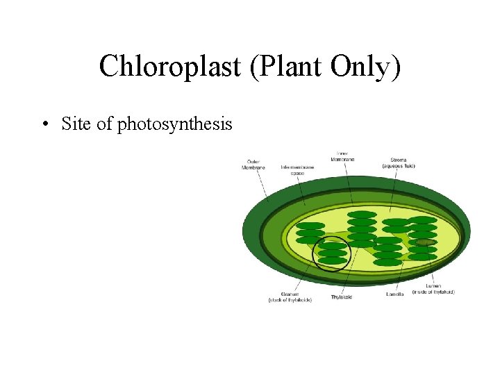 Chloroplast (Plant Only) • Site of photosynthesis 