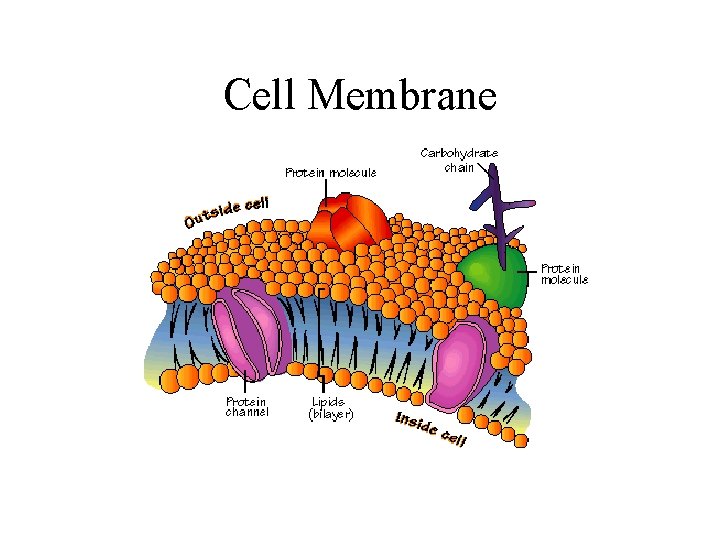 Cell Membrane 