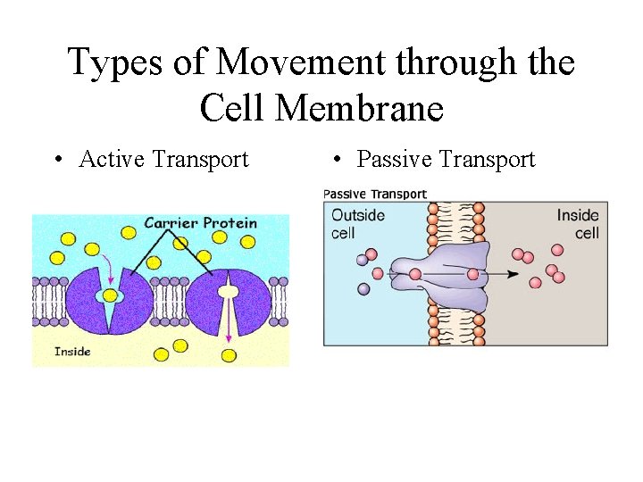 Types of Movement through the Cell Membrane • Active Transport • Passive Transport 