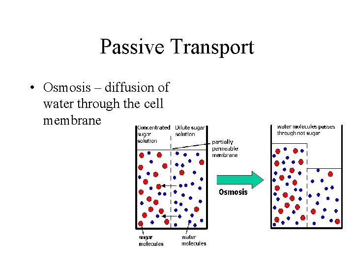 Passive Transport • Osmosis – diffusion of water through the cell membrane 