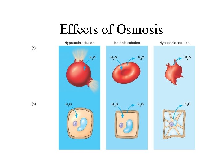 Effects of Osmosis 